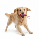 Bomei Pet Dog Rope Toy Petfast.shop Bomei Dog Supplies Toys petfast.shop EgyptOrange 150.00