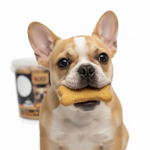 French Bulldog puppy eating Rich Excellence chicken biscuit treat