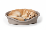 Large Dog Sleeping in Bed