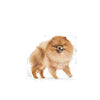 Royal Canin Adult Pomeranian 1.5 Kg Petfast.shop Royal Canin Dog Dry Food Food petfast.shop EgyptDefault Title 1320.00