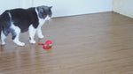 Cat Toy Running Ball with Rope