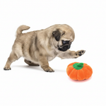 Pug puppy playing with orange pumpkin toy