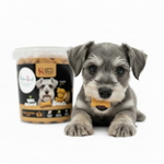 Schnauzer puppy eating small treat white background