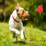 Dog running on grass with a red ball in the air